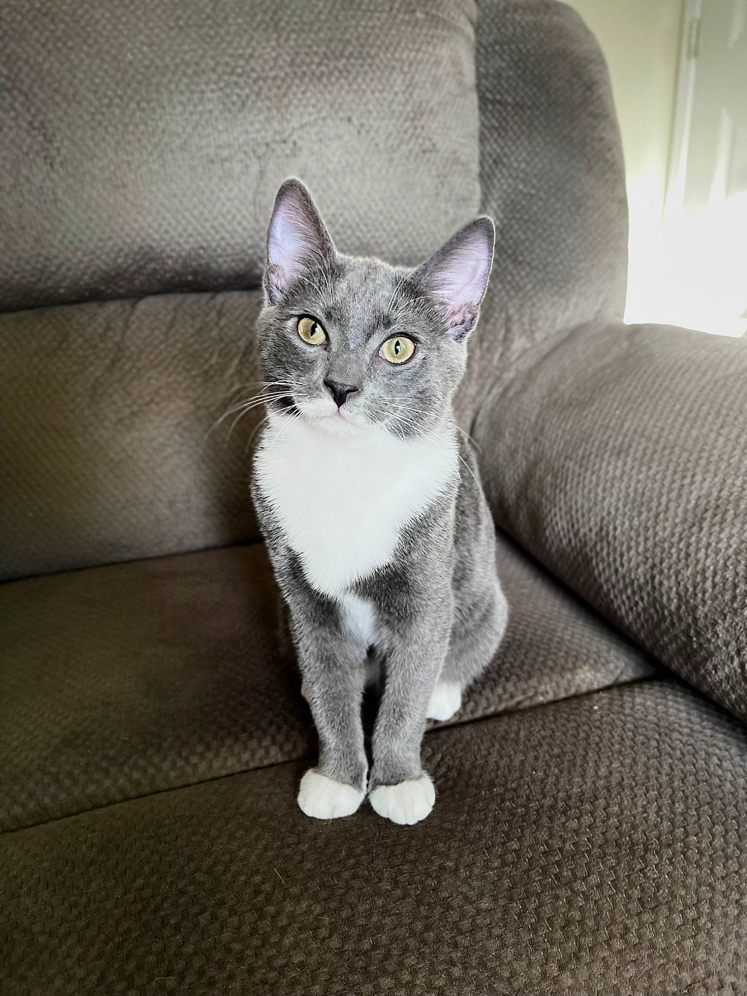 Stormy joined the competition — help win amazing prizes! carnivore, cat, comfort, domestic_short_haired_cat, eye, felidae, fur, grey, head, paw, sitting, small_to_medium_sized_cats, snout, tail, whiskers