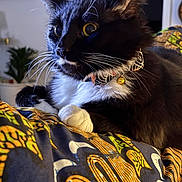 Ruth is registered to the contest to win money with this photo: animal, bell, black_and_white, cat, close_up, collar, cozy, curious, fabric, feline, fur, home, indoor, lying_down, patterned_cloth, paws, pet, tuxedo_cat, whiskers, yellow_eyes