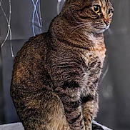 Katniss is registered to the contest to win money with this photo: cat, tabby, pet, animal, feline, sitting, alert, whiskers, fur, ears, tail, indoor, blanket, texture, portrait, closeup, cute, domestic, striped, eyes
