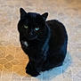 cat, black_cat, green_eyes, sitting, floor, tile_floor, indoor, pet, animal, feline, fur, whiskers, cute, domestic_cat, looking_at_camera, close_up, portrait, quiet, calm, white_patch