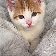 Lucki joined the competition — help win amazing prizes! adorable, blanket, cat, close_up, cozy, ears, feline, fur, green_eyes, indoor, kitten, looking_at_camera, pet, pink_nose, plush_blanket, portrait, soft_texture, whiskers, white_and_orange, young