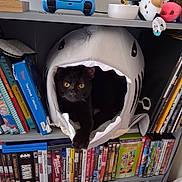Sunny is registered to the contest to win money with this photo: cat, black_cat, pet, shark_bed, bookshelf, dvds, shelf, plush_toy, tv_controller, television, indoor, cozy, paw, yellow_eyes, plant, entertainment, storage, cute, sitting, home