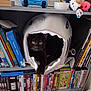 cat, black_cat, pet, shark_bed, bookshelf, dvds, shelf, plush_toy, tv_controller, television, indoor, cozy, paw, yellow_eyes, plant, entertainment, storage, cute, sitting, home
