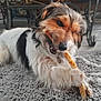 dog, pet, chewing, bone, rug, indoor, tile_floor, fur, paw, collar, tricolor, small_dog, chew_toy, mouth, nose, close_up, furniture, metal_table, playful, happy