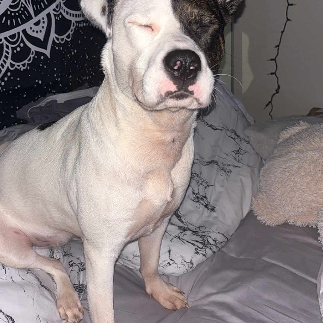 Lucy is registered to the contest to win money with this photo: animal, bed, bedroom, blanket, bostonbull, boxer, bulldog, canine, couch, cushion, dog, frenchbulldog, furniture, homedecor, husky, indoors, pet, pitbull, puppy, room