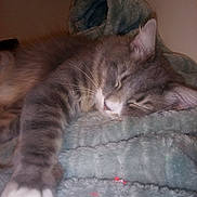 Smoky The Bear joined the competition — help win amazing prizes! cat, sleeping, gray_tabby, paw, fur, whiskers, blanket, indoor, cozy, resting, animal, pet, cute, soft, relaxed, closeup, feline, comfort, cuddle, nap