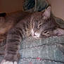 cat, sleeping, gray_tabby, paw, fur, whiskers, blanket, indoor, cozy, resting, animal, pet, cute, soft, relaxed, closeup, feline, comfort, cuddle, nap