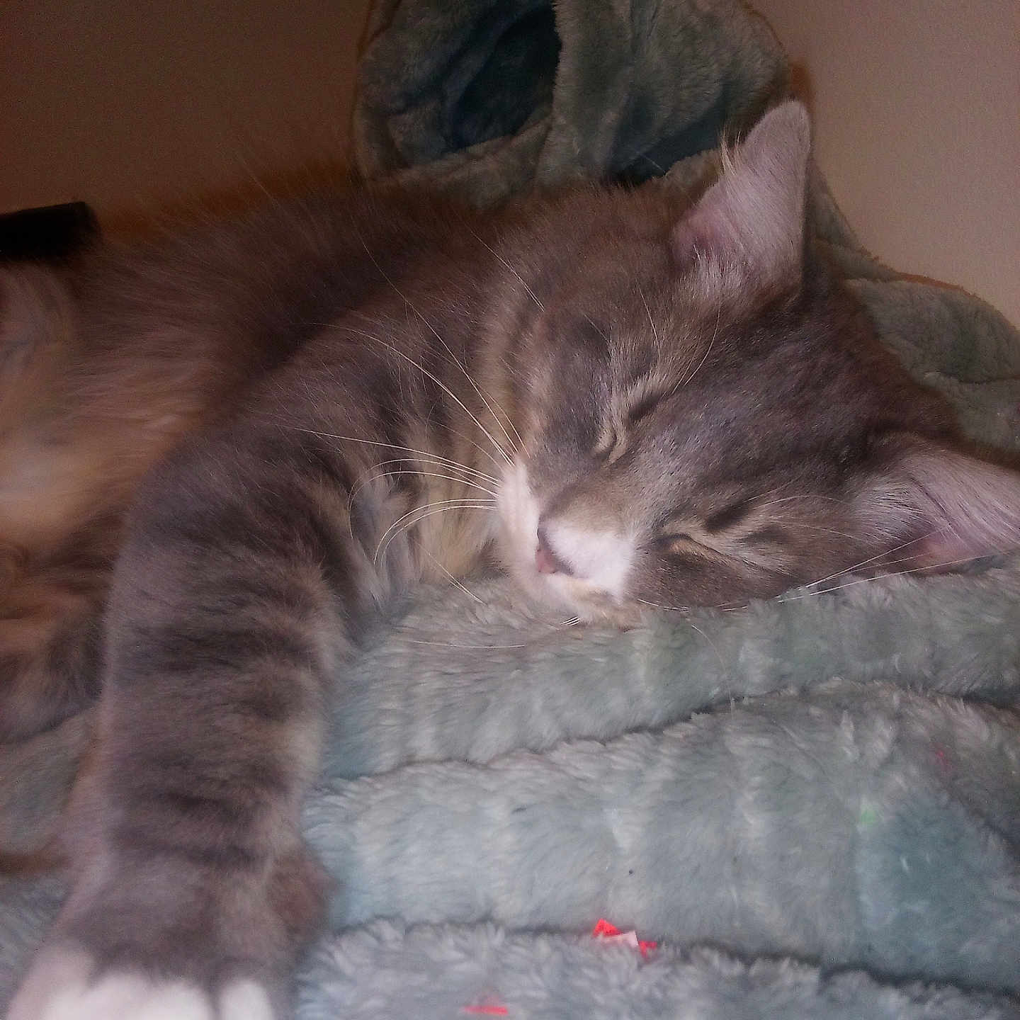 Smoky The Bear joined the competition — help win amazing prizes! animal, blanket, cat, closeup, comfort, cozy, cuddle, cute, feline, fur, gray_tabby, indoor, nap, paw, pet, relaxed, resting, sleeping, soft, whiskers