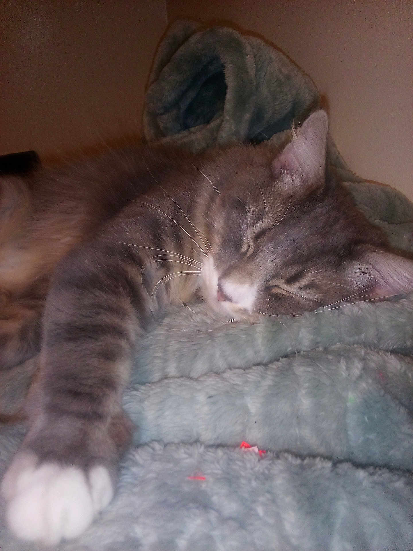 Smoky The Bear joined the competition — help win amazing prizes! cat, sleeping, gray_tabby, paw, fur, whiskers, blanket, indoor, cozy, resting, animal, pet, cute, soft, relaxed, closeup, feline, comfort, cuddle, nap