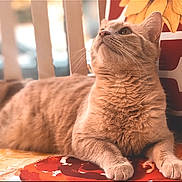 Peanut joined the competition — help win amazing prizes! cat, tabby, orange_cat, pet, feline, animal, domestic_cat, whiskers, fur, portrait, indoor, relaxed, curious, closeup, mammal, cute, looking_up, soft_light, resting, household_pet