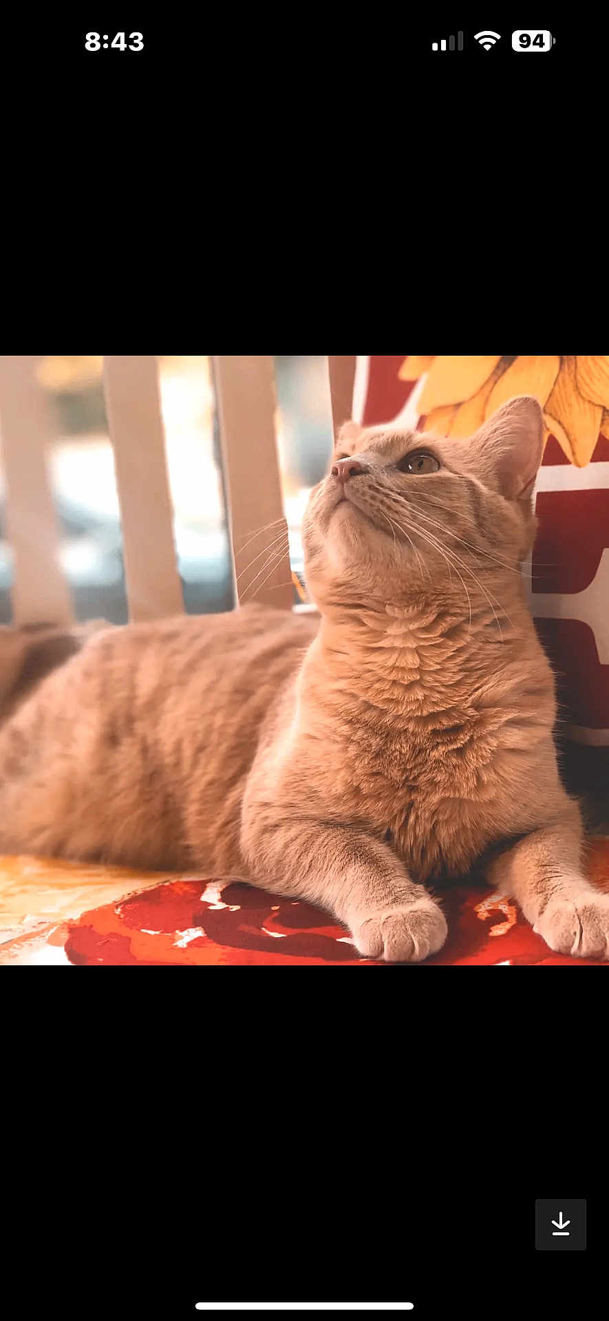 Peanut