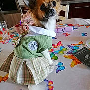 Choupette participe au concours pour gagner de l'argent avec cette photo : dog, small_dog, clothing, dress, table, tablecloth, butterfly_pattern, kitchen, chair, cup, glass, container, colorful, pet, animal, indoor, looking_back, cute, fashion, posing