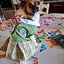 dog, small_dog, clothing, dress, table, tablecloth, butterfly_pattern, kitchen, chair, cup, glass, container, colorful, pet, animal, indoor, looking_back, cute, fashion, posing