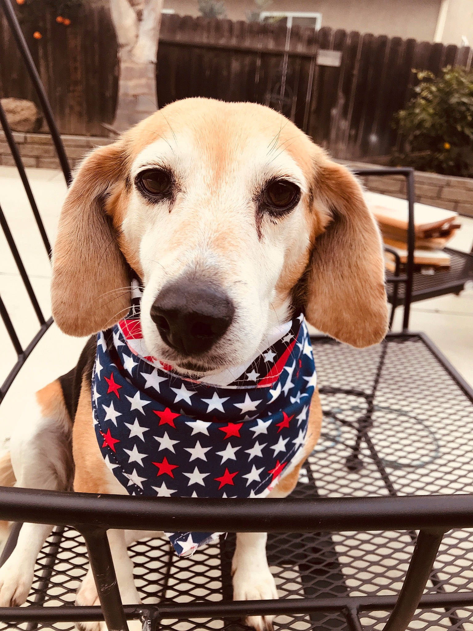 Shiloh is registered to the contest to win money with this photo: beagador, beagle, canidae, carnivore, companion_dog, dog, dog_breed, fawn, mammal, rare_breed_dog, snout, sporting_group
