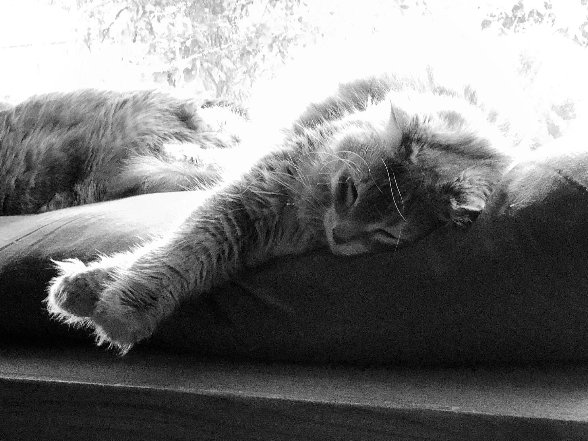 Sawyer joined the competition — help win amazing prizes! carnivore, cat, claw, close_up, comfort, domestic_short_haired_cat, felidae, fur, grey, mammal, monochrome, monochrome_photography, paw, small_to_medium_sized_cats, snout, sporting_group, style, tail, vertebrate, whiskers