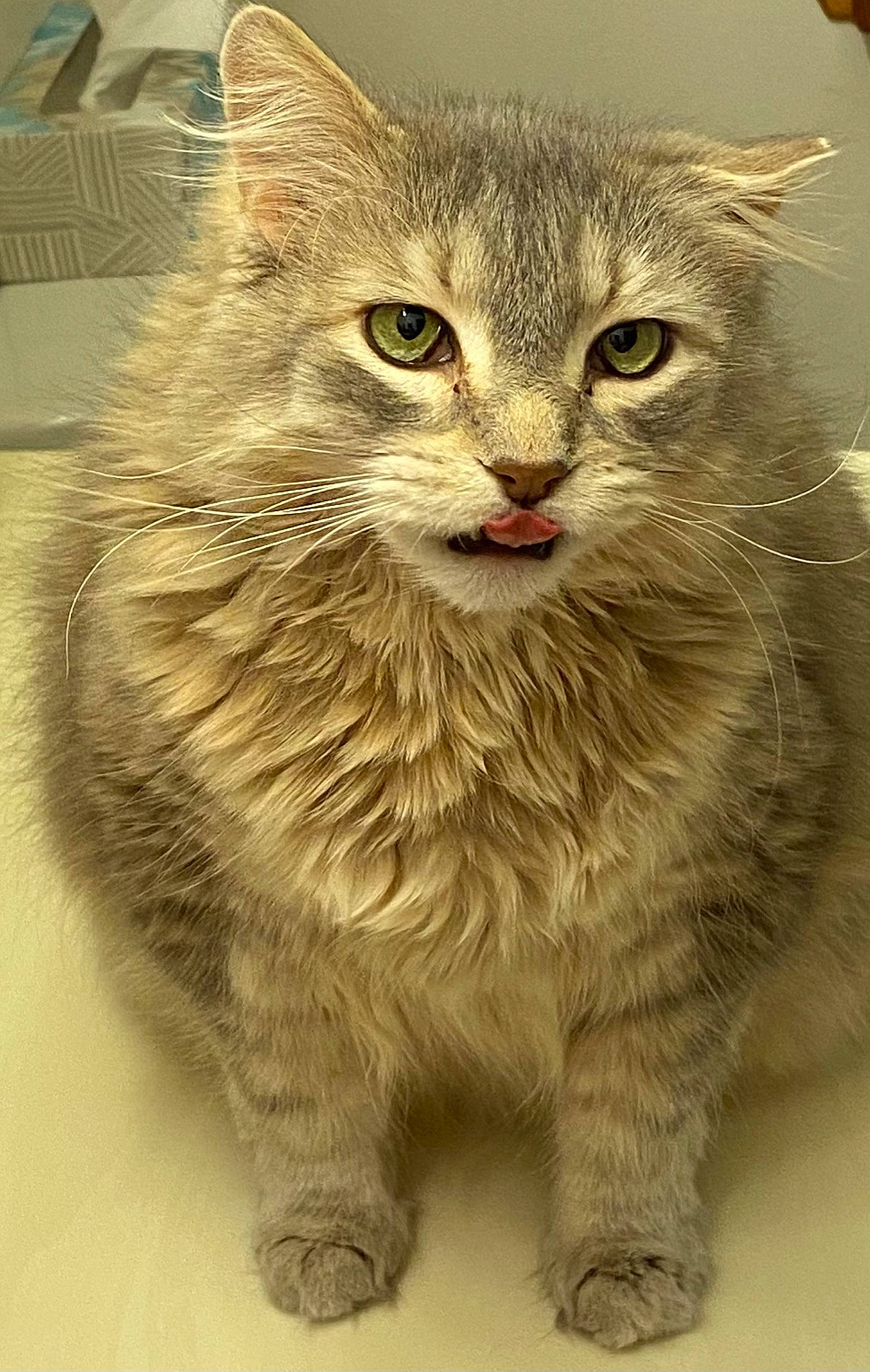 Sawyer is registered to the contest to win money with this photo: art, box, carnivore, cat, claw, domestic_short_haired_cat, felidae, fur, illustration, pattern, paw, photo_caption, rectangle, small_to_medium_sized_cats, snout, tail, terrestrial_animal, whiskers, wildlife