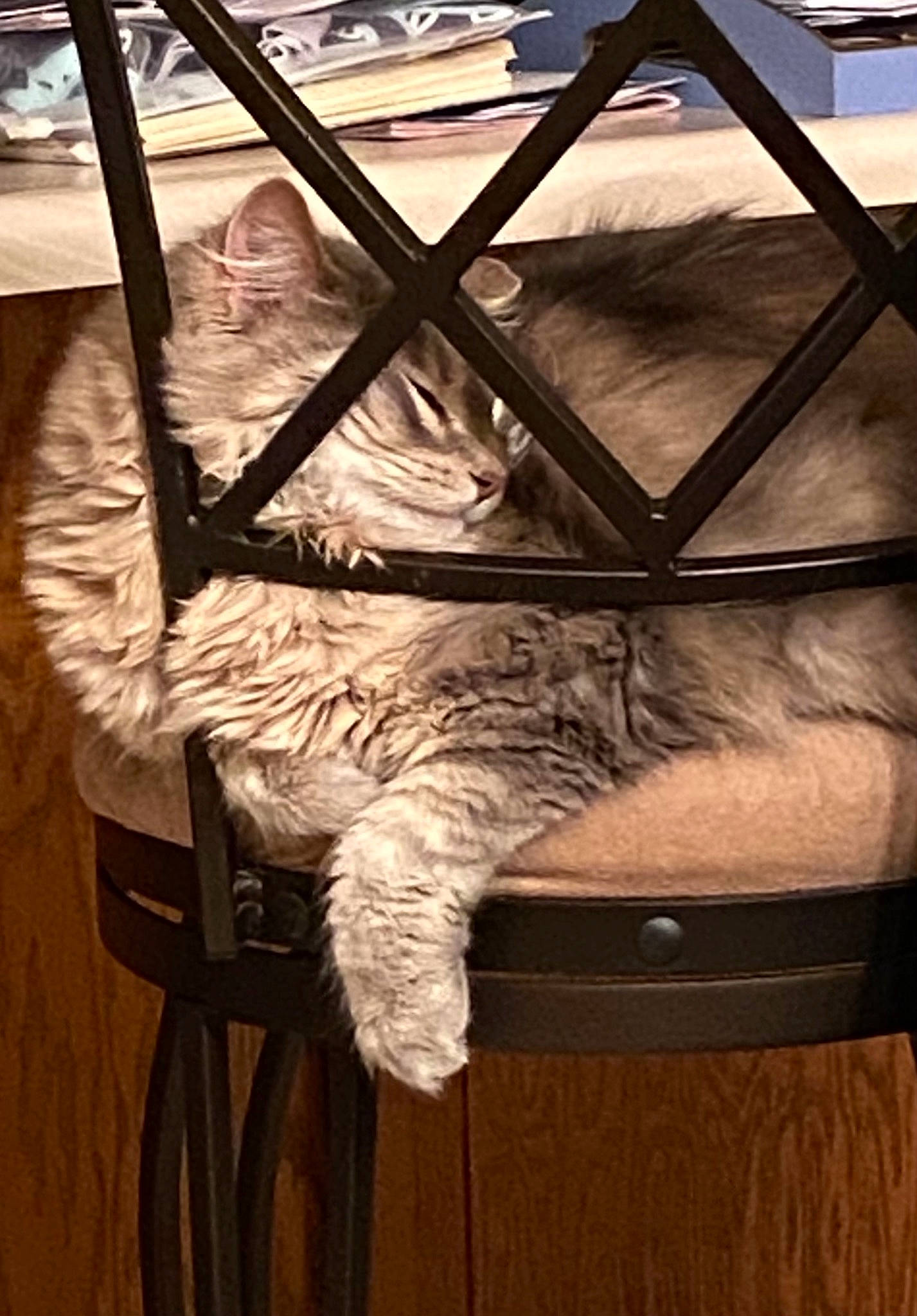 Sawyer joined the competition — help win amazing prizes! big_cats, carnivore, cat, felidae, fence, fur, glass, hardwood, metal, room, sitting, small_to_medium_sized_cats, tail, terrestrial_animal, tints_and_shades, tree, whiskers, wildlife, window, wood