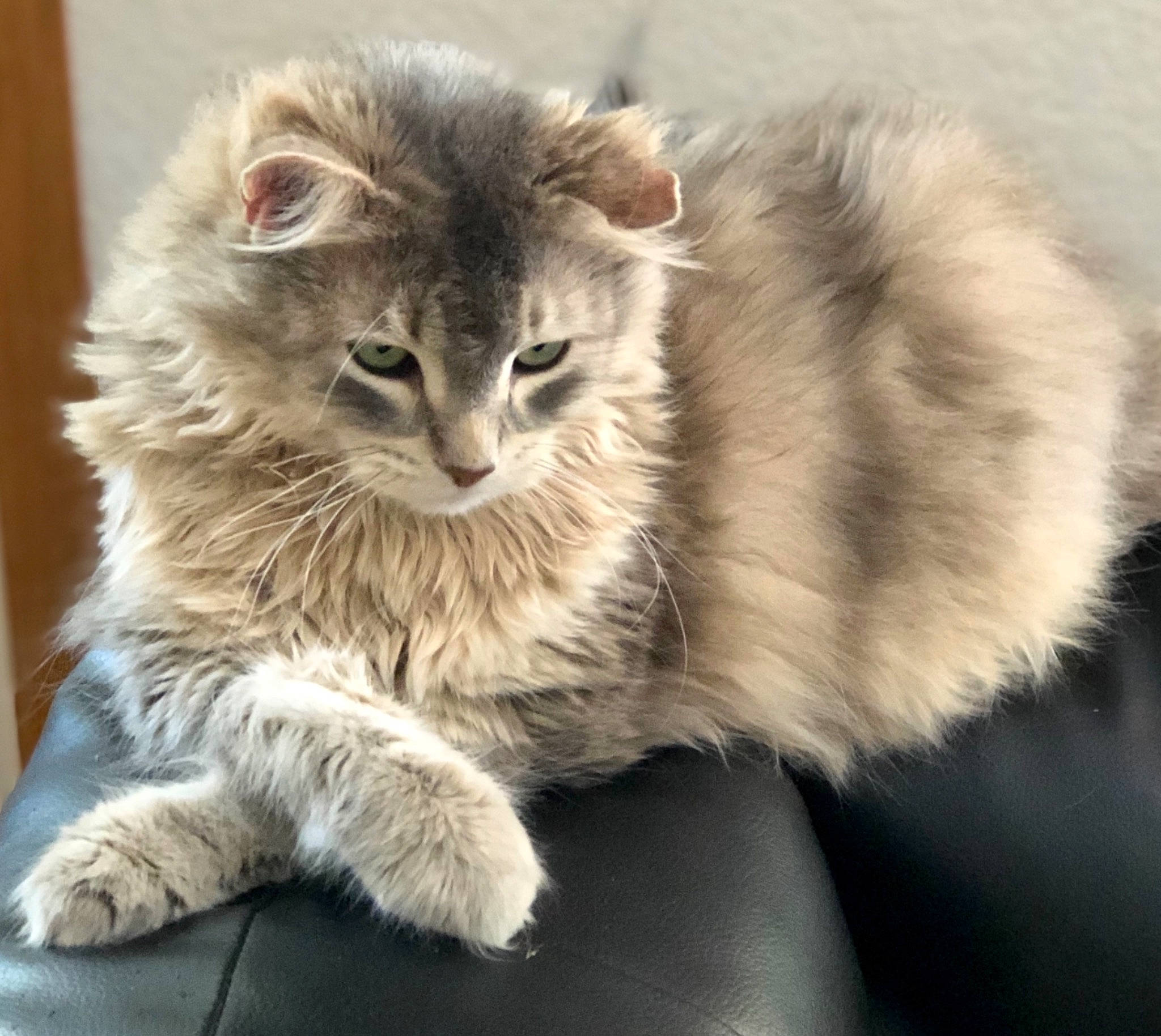 Sawyer is registered to the contest to win money with this photo: british_longhair, carnivore, cat, claw, domestic_short_haired_cat, felidae, fur, maine_coon, norwegian_forest_cat, paw, small_to_medium_sized_cats, snout, tail, terrestrial_animal, whiskers