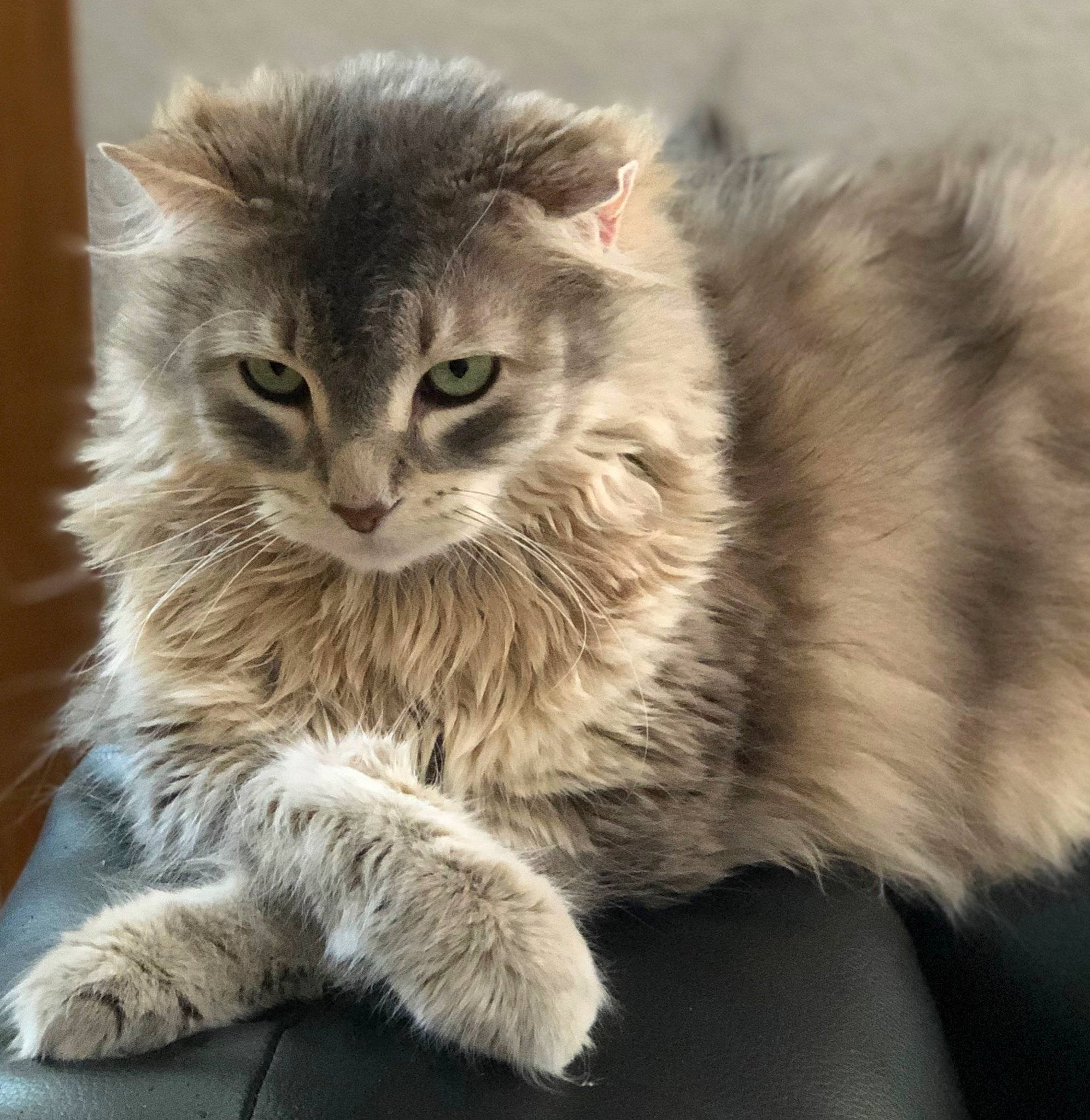 Sawyer joined the competition — help win amazing prizes! british_longhair, carnivore, cat, claw, domestic_short_haired_cat, fawn, felidae, fur, grey, maine_coon, norwegian_forest_cat, paw, ragdoll, small_to_medium_sized_cats, snout, tail, terrestrial_animal, whiskers, wildlife