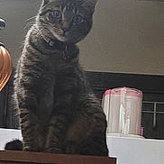 Smokey is registered to the contest to win money with this photo: cat, tabby, pet, indoor, furniture, lamp, wood, curious, animal, collar, domestic, sitting, household, background, feline, eyes, ears, whiskers, soft_light, looking