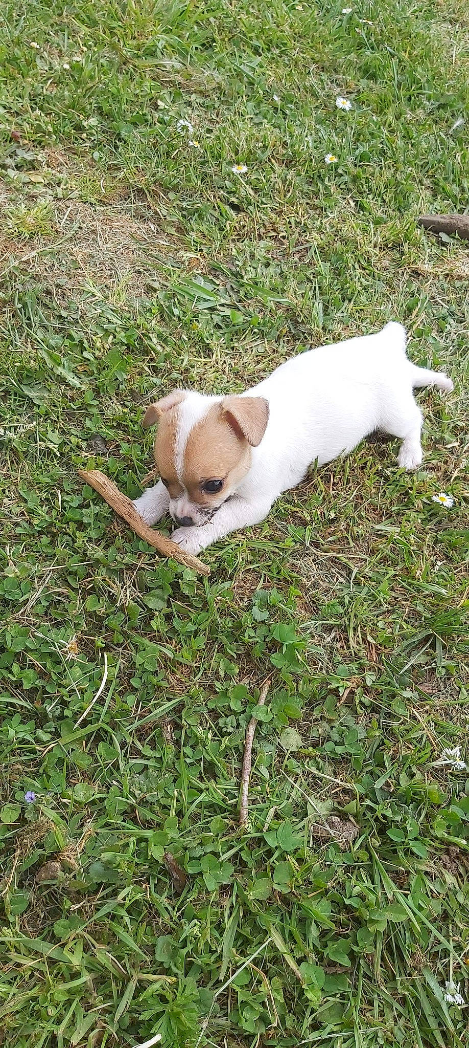 Daisy a rejoint le concours — aidez-le/la à gagner de superbes lots ! canidae, carnivore, companion_dog, dog, dog_breed, fawn, grass, jack_russell_terrier, mammal, puppy, sporting_group, treeing_feist