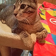 Crapouillette a rejoint le concours — aidez-le/la à gagner de superbes lots ! animal, beige, cat, cat_tree, close_up, colorful, crinkled, curious, domestic_animal, ears, feline, fur, indoor, looking_away, paws, pet, plastic_bag, resting, tabby, whiskers