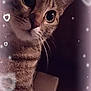 Crapouillette a rejoint le concours — aidez-le/la à gagner de superbes lots ! adorable, animal, cat, close_up, curious, cute, dark_background, eyes, face, feline, framed, heart_overlay, indoor, mammal, pet, portrait, soft_light, sparkles, tabby_cat, whiskers