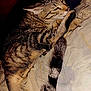 Crapouillette a rejoint le concours — aidez-le/la à gagner de superbes lots ! cat, tabby, striped, pet, animal, feline, tail, fur, whiskers, paw, bed, blanket, resting, indoor, cozy, sleepy, closeup, cute, domestic, mammal
