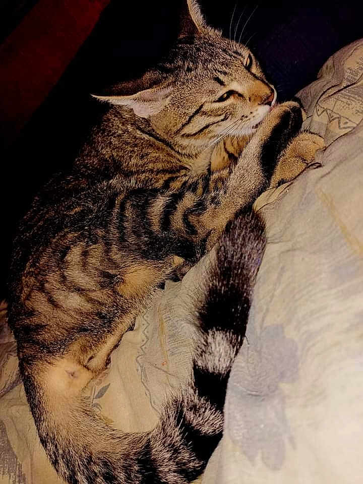 Crapouillette