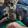 animal, cat, closeup, comfort, cute, domestic, fur, furniture, green_shirt, hand, home, indoor, lap, looking, person, pet, relaxing, resting, tabby, whiskers