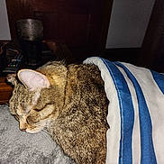 Tigger joined the competition — help win amazing prizes! cat, tabby, sleeping, blanket, striped_blanket, indoor, cozy, pet, animal, fur, whiskers, ears, resting, feline, soft, grey_surface, household_items, table, glass, remote_control
