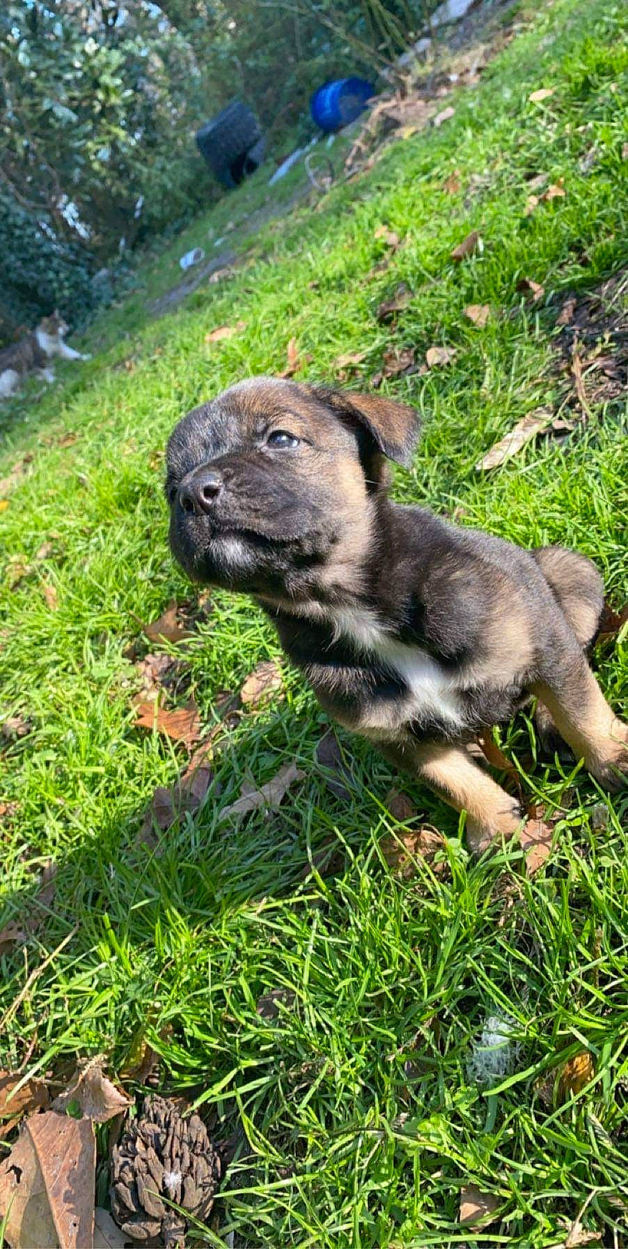 Sadie Marie joined the competition — help win amazing prizes! canidae, carnivore, dog, dog_breed, fawn, grass, mammal, plant, puppy, snout, sporting_group, vertebrate