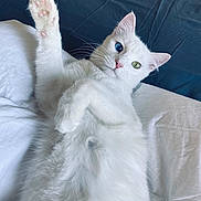 Precious joined the competition — help win amazing prizes! cat, white_cat, heterochromia, paw, fur, pet, bed, bedding, blue_eye, green_eye, whiskers, cute, relaxed, indoor, animal, feline, soft, sleepy, laying_down, closeup