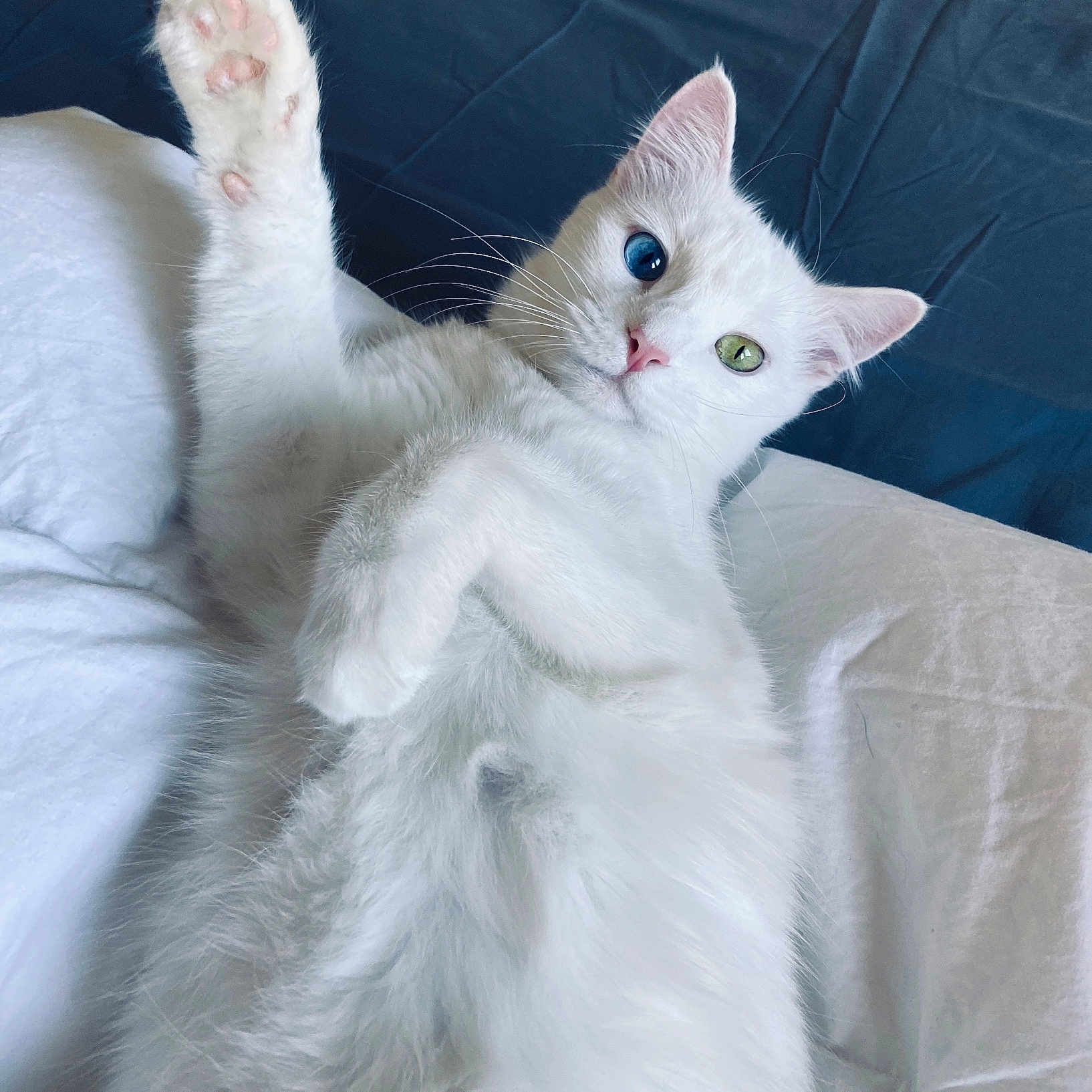 Precious joined the competition — help win amazing prizes! animal, bed, bedding, blue_eye, cat, closeup, cute, feline, fur, green_eye, heterochromia, indoor, laying_down, paw, pet, relaxed, sleepy, soft, whiskers, white_cat