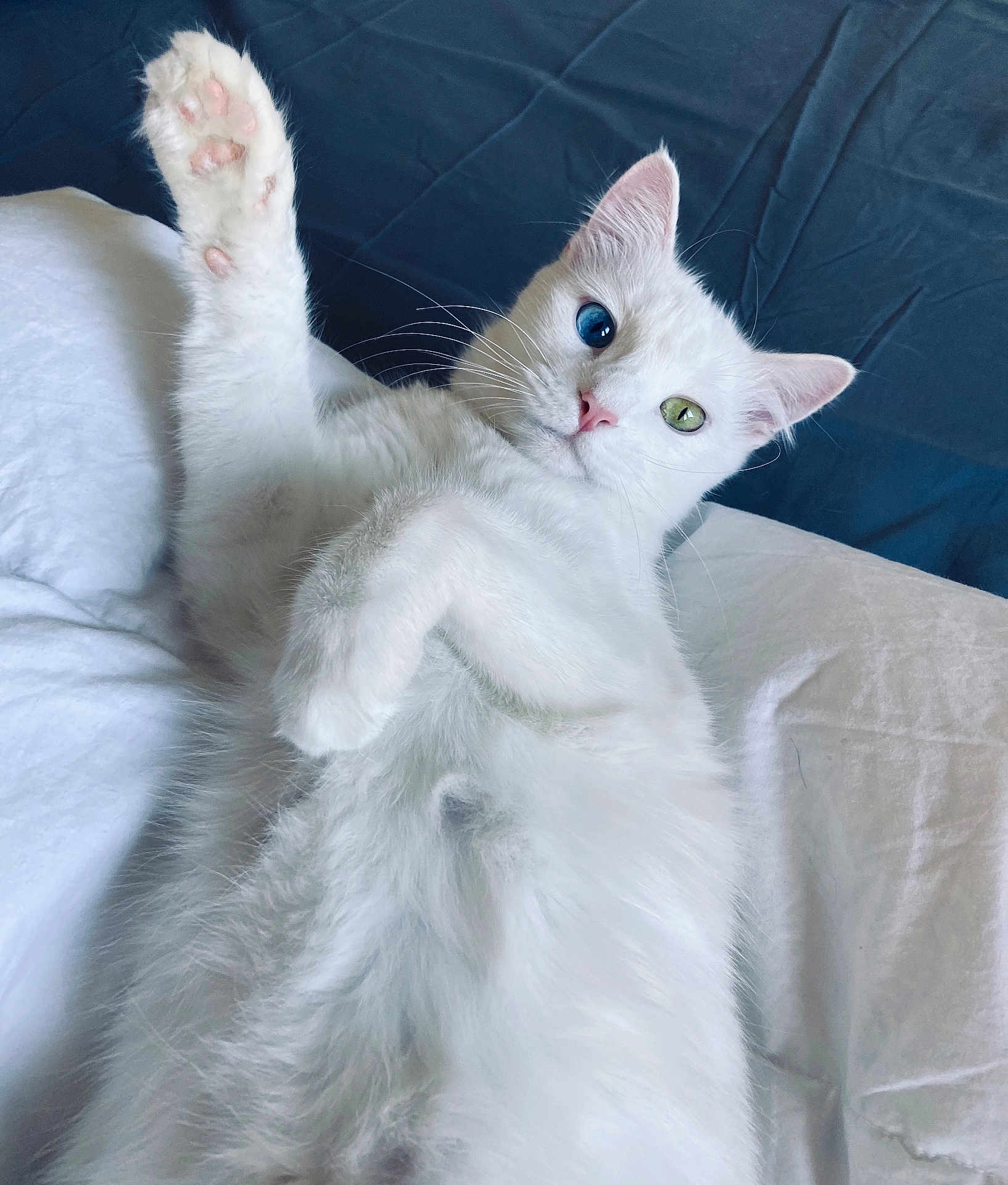 Precious joined the competition — help win amazing prizes! cat, white_cat, heterochromia, paw, fur, pet, bed, bedding, blue_eye, green_eye, whiskers, cute, relaxed, indoor, animal, feline, soft, sleepy, laying_down, closeup