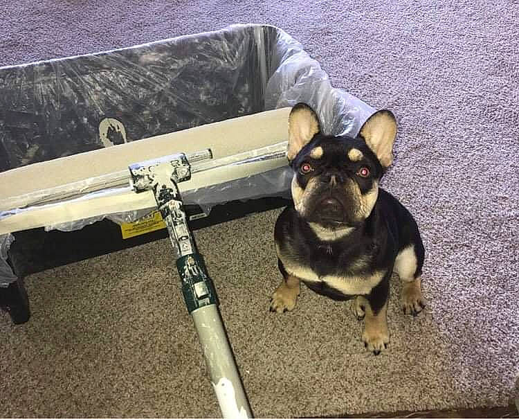 Siri is registered to the contest to win money with this photo: carnivore, chihuahua, collar, companion_dog, couch, dog, dog_breed, dog_collar, fashion_accessory, fawn, folk_instrument, guitar, musical_instrument, musical_instrument_accessory, non_sporting_group, snout, sporting_group, toy_dog, working_animal, working_dog