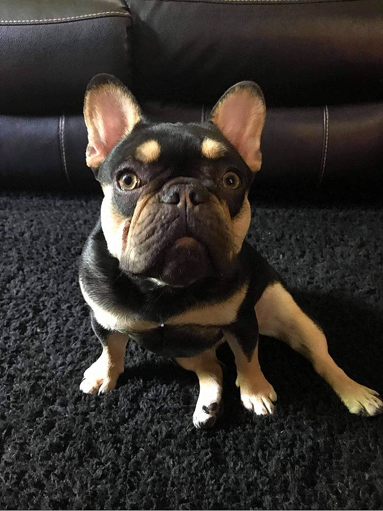 Siri is registered to the contest to win money with this photo: bulldog, canidae, carnivore, companion_dog, dog, dog_breed, dog_collar, ear, fawn, french_bulldog, grass, molosser, puppy, snout, sporting_group, terrestrial_animal, toy_dog, whiskers, working_animal, wrinkle
