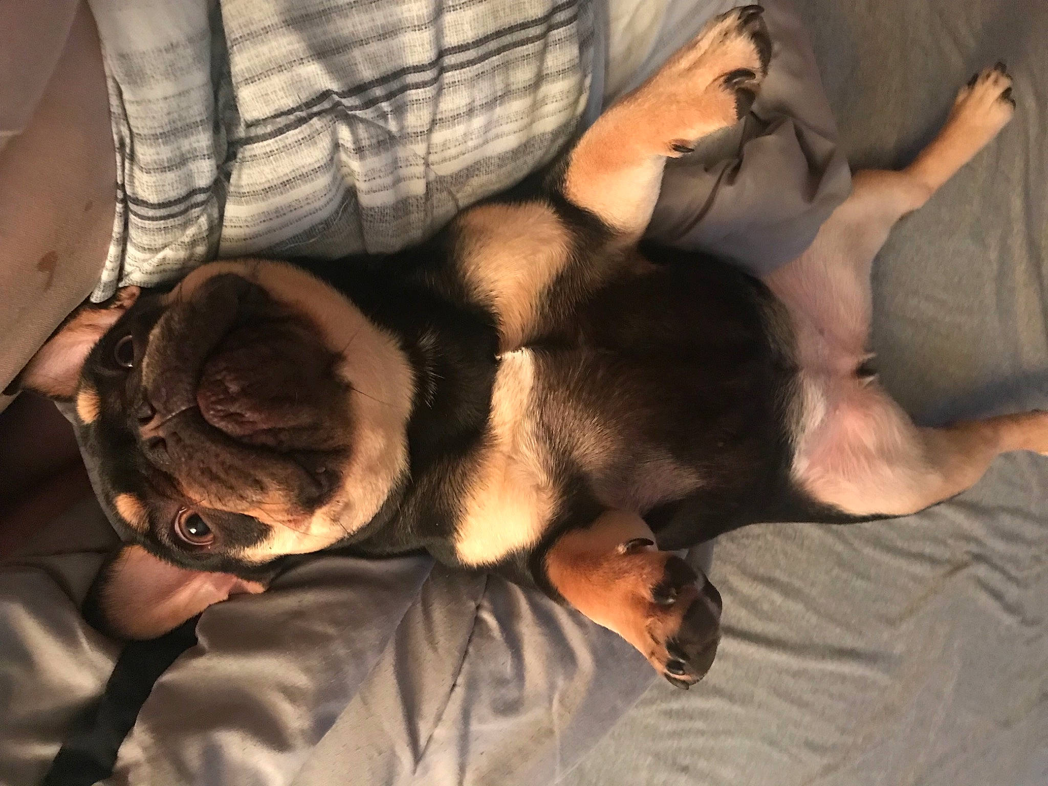 Siri joined the competition — help win amazing prizes! canidae, carnivore, cloud, comfort, companion_dog, couch, dog, dog_breed, ear, fawn, felidae, fur, human_leg, linens, paw, snout, sporting_group, tail, toy_dog, whiskers