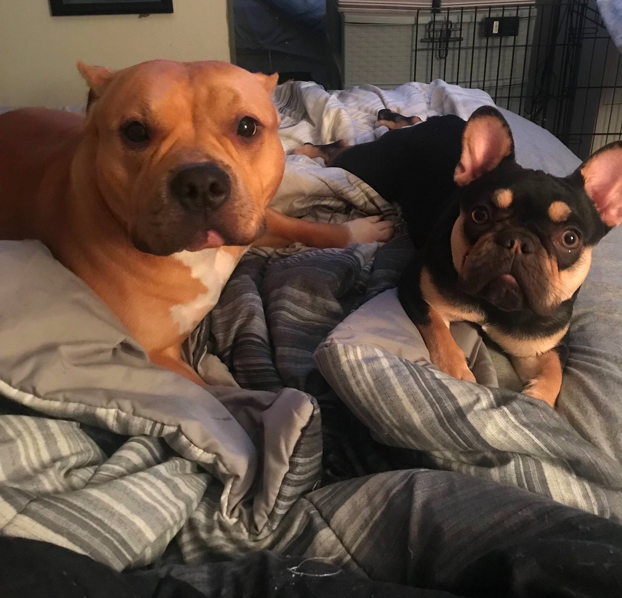 Hennessy joined the competition — help win amazing prizes! ancient_dog_breeds, canidae, carnivore, comfort, companion_dog, dog, dog_breed, ear, fawn, fur, guard_dog, molosser, non_sporting_group, puppy_love, snout, sporting_group, toy_dog, whiskers, working_animal, wrinkle