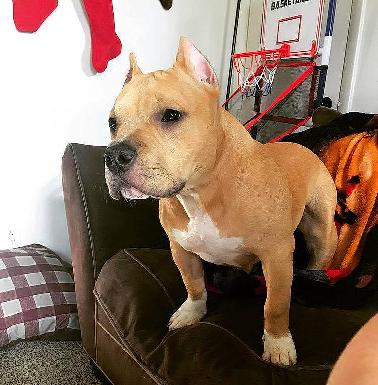 Hennessy is registered to the contest to win money with this photo: bulldog, canidae, carnivore, collar, comfort, companion_dog, couch, dog, dog_breed, dog_collar, dog_supply, fashion_accessory, fawn, leash, pet_supply, snout, sporting_group, toy_dog, whiskers, working_animal