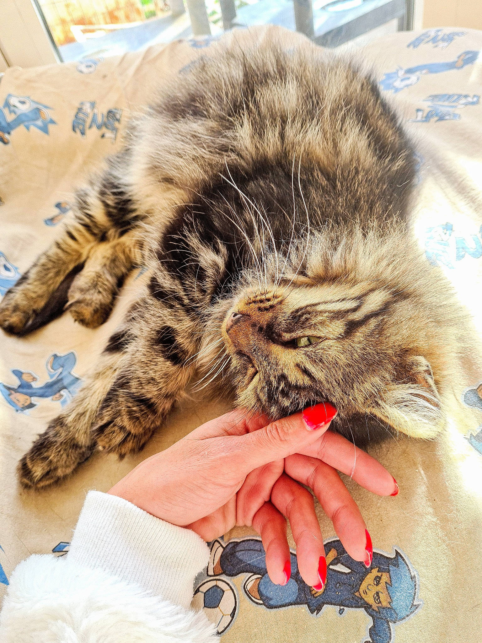 Rony a rejoint le concours — aidez-le/la à gagner de superbes lots ! carnivore, cat, claw, european_shorthair, felidae, fur, hand, kitten, kurilian_bobtail, maine_coon, norwegian_forest_cat, paw, pixie_bob, polydactyl_cat, siberian, skin, small_to_medium_sized_cats, tabby_cat, whiskers, wild_cat