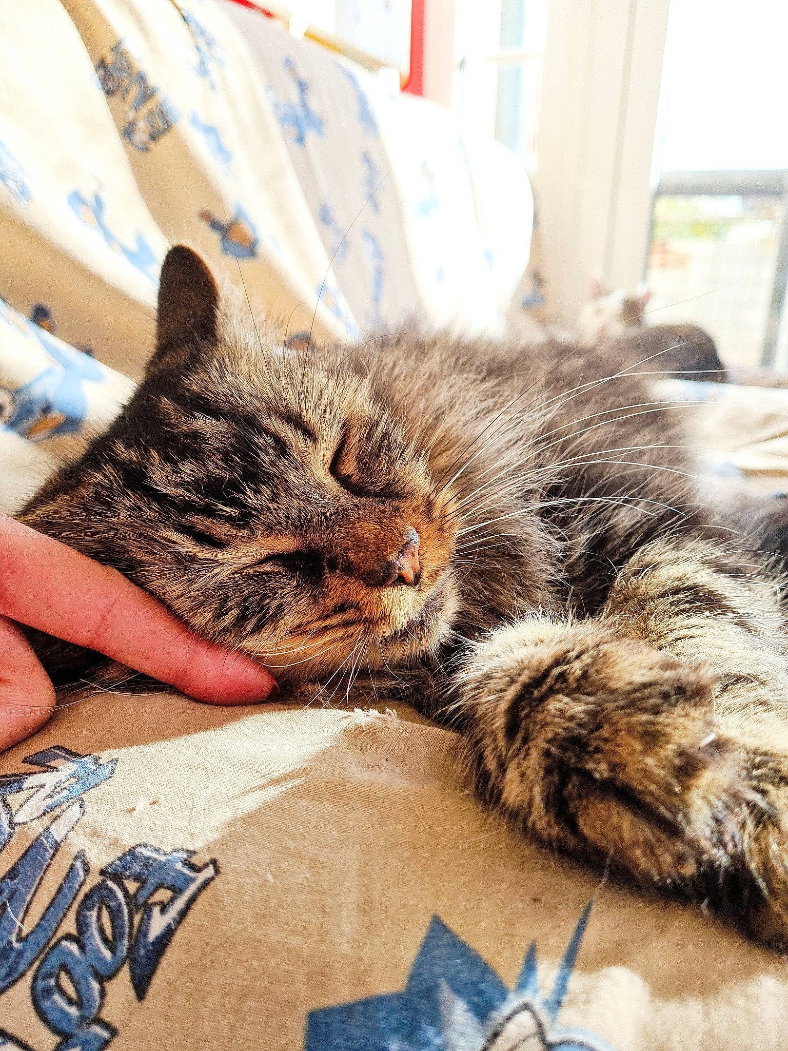 Rony a rejoint le concours — aidez-le/la à gagner de superbes lots ! american_shorthair, asian, carnivore, cat, domestic_short_haired_cat, dragon_li, ear, european_shorthair, eye, felidae, fur, kitten, nap, paw, sand, sleep, small_to_medium_sized_cats, tabby_cat, textile, whiskers