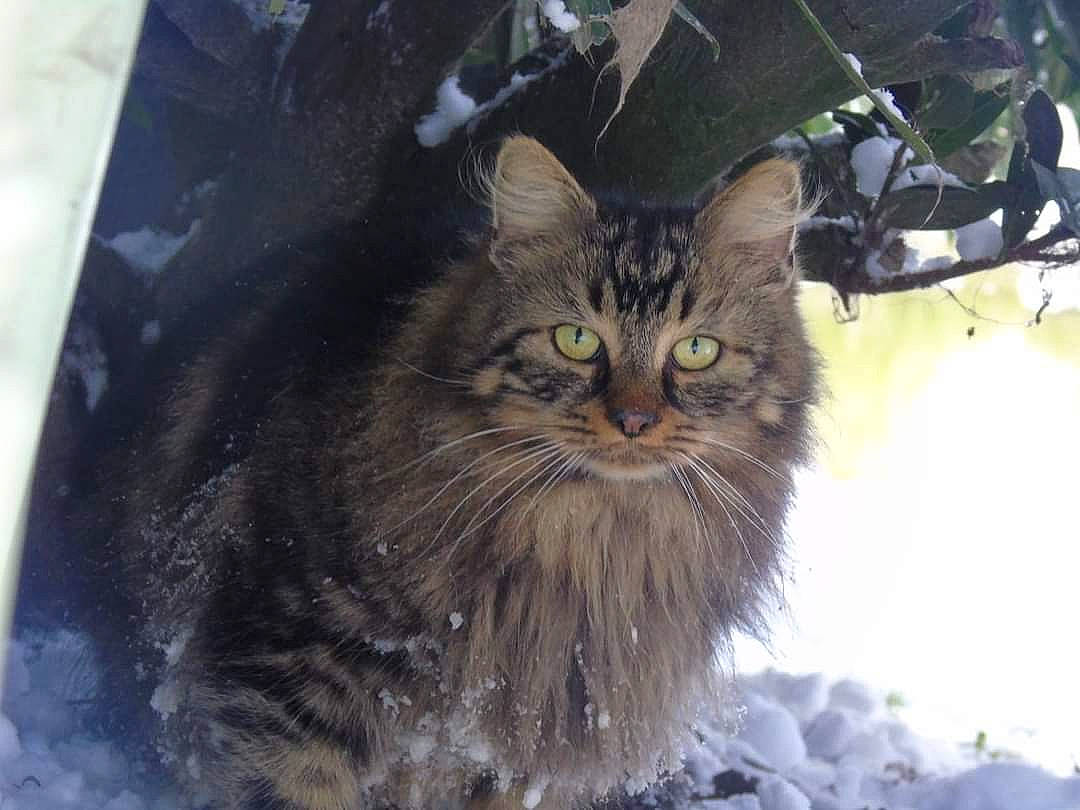 Rony a rejoint le concours — aidez-le/la à gagner de superbes lots ! asian_semi_longhair, british_semi_longhair, carnivore, cat, cymric, domestic_long_haired_cat, domestic_short_haired_cat, eye, felidae, fur, maine_coon, mammal, norwegian_forest_cat, ragamuffin, siberian, small_to_medium_sized_cats, snow, whiskers, wild_cat, winter