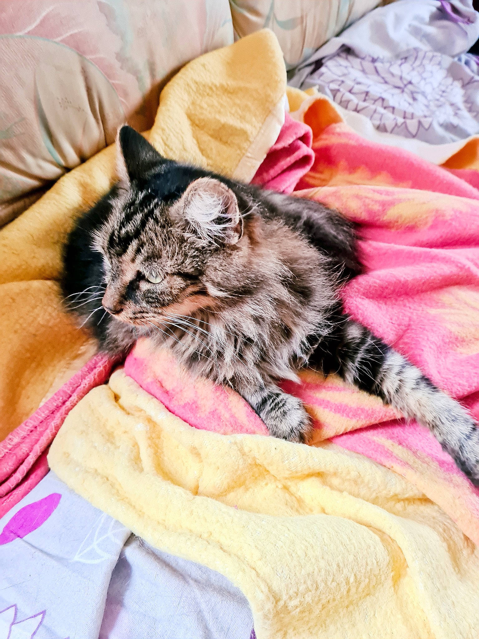 Rony a rejoint le concours — aidez-le/la à gagner de superbes lots ! american_shorthair, asian, bed, bed_sheet, carnivore, cat, dragon_li, felidae, fur, kitten, maine_coon, mammal, nap, norwegian_forest_cat, pink, pixie_bob, small_to_medium_sized_cats, tabby_cat, textile, whiskers