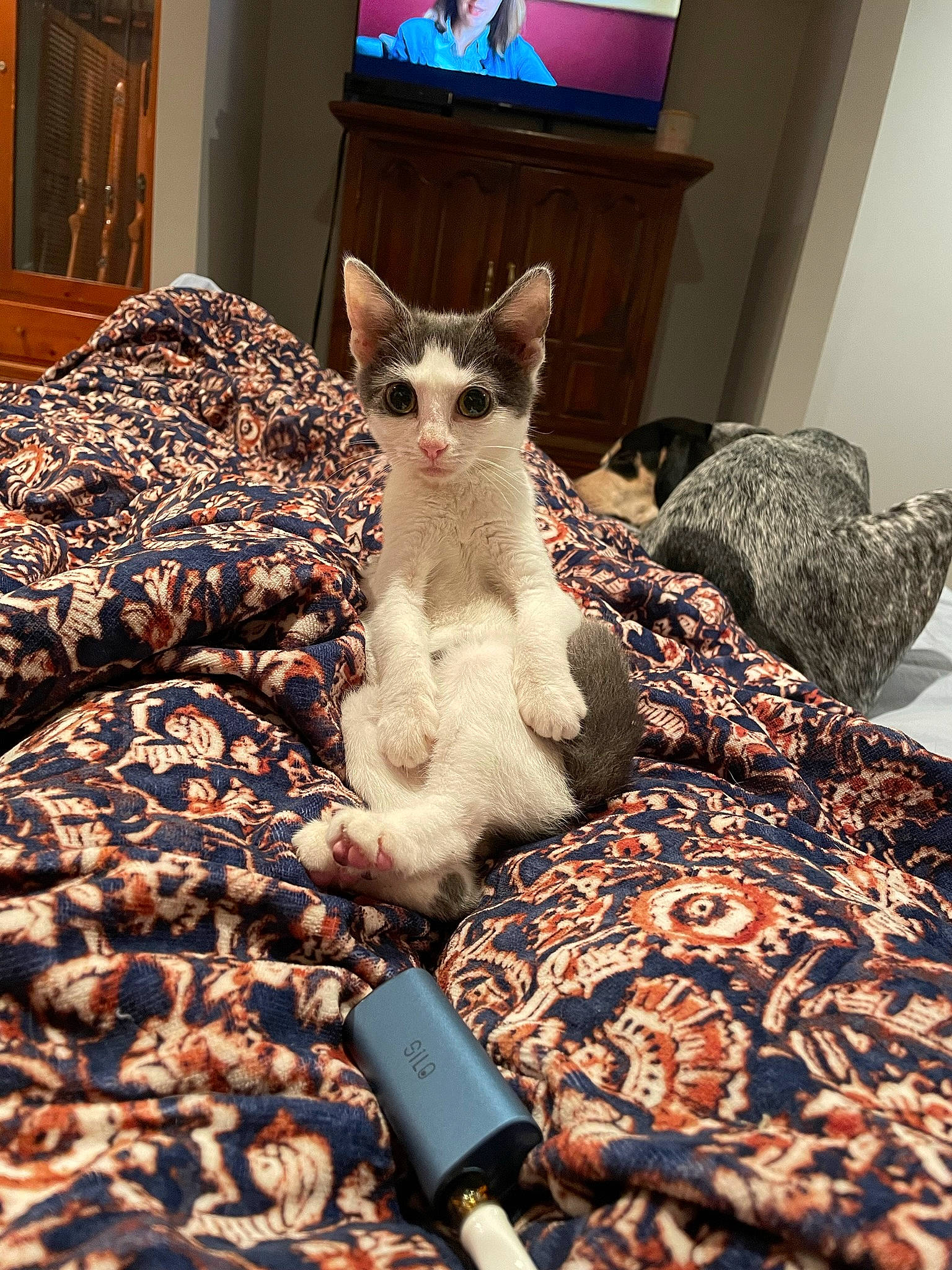 Lucille is registered to the contest to win money with this photo: blue, carnivore, cat, chair, comfort, couch, fawn, felidae, fur, furniture, grey, linens, living_room, picture_frame, room, small_to_medium_sized_cats, tail, textile, whiskers, wood