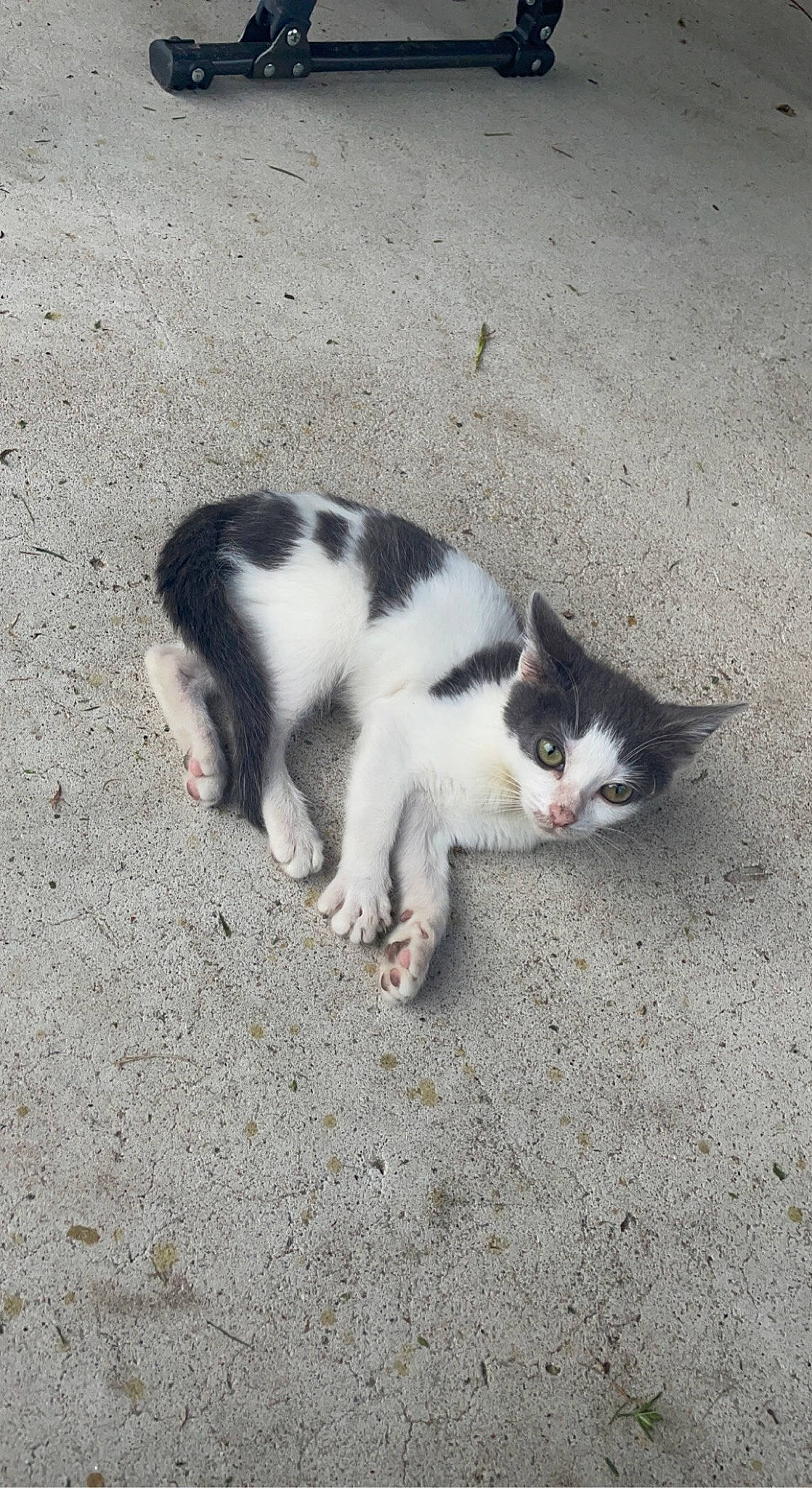 Lucille joined the competition — help win amazing prizes! asphalt, carnivore, cat, domestic_short_haired_cat, felidae, foot, fur, paw, road_surface, sand, small_to_medium_sized_cats, snout, soil, tail, whiskers