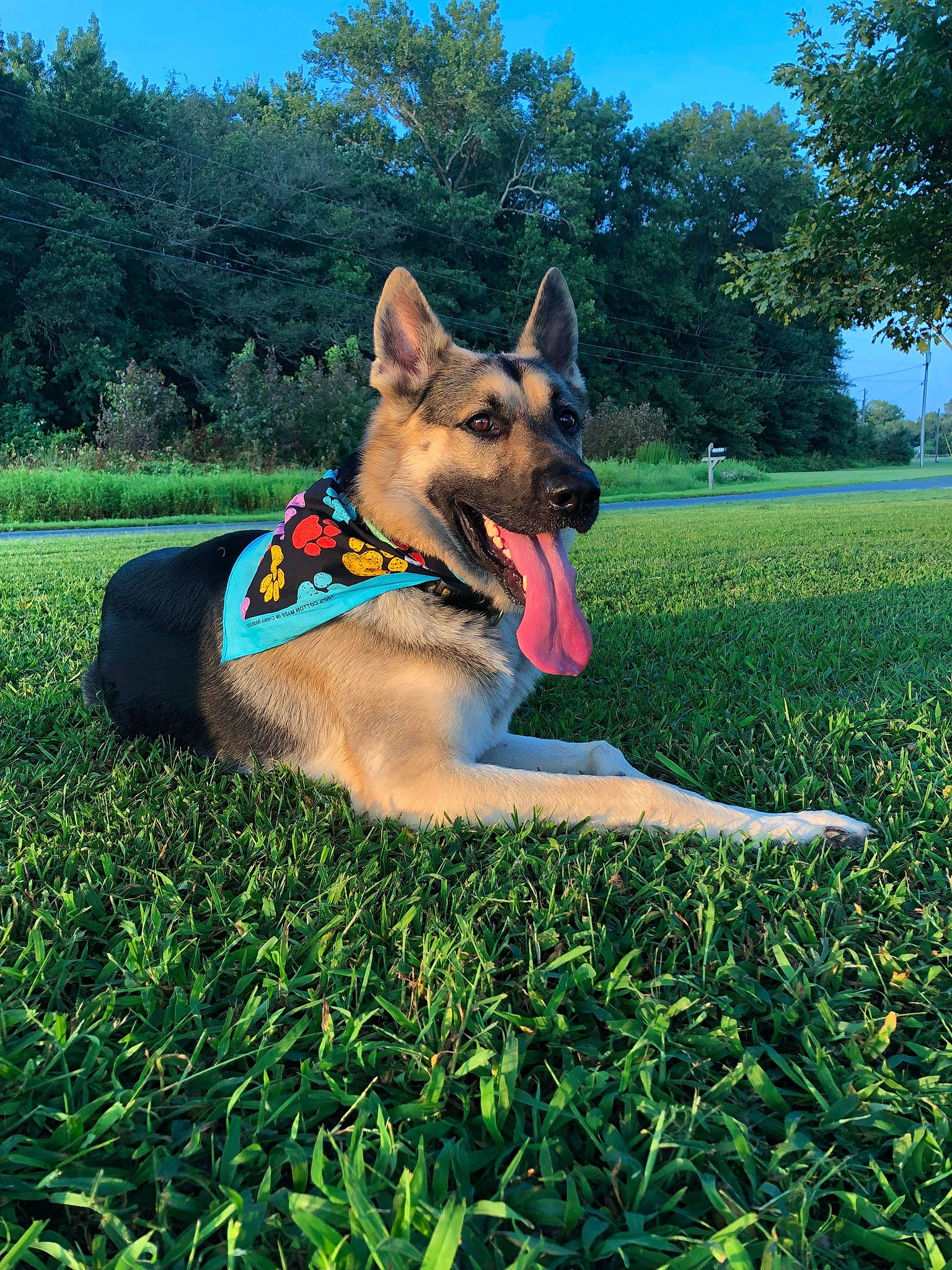 Diesel joined the competition — help win amazing prizes! canidae, carnivore, collar, companion_dog, dog, dog_breed, dog_supply, fawn, german_shepherd_dog, grass, grassland, herding_dog, lawn, people_in_nature, plant, sky, snout, sporting_group, tree, working_animal