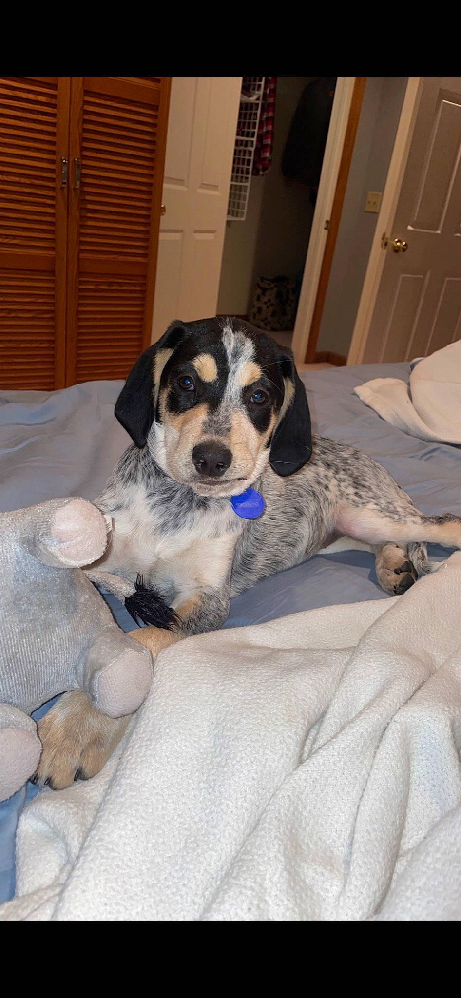 Josie joined the competition — help win amazing prizes! ball, beaglier, cabinetry, canidae, carnivore, chair, comfort, companion_dog, couch, dog, dog_breed, door, drawer, flooring, living_room, paw, puppy, snout, sporting_group, working_animal