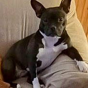 Penny is registered to the contest to win money with this photo: animal, black_and_white, companion, couch, cozy, dark_coat, dog, furniture, home, indoors, looking_at_camera, pet, portrait, puppy, short_hair, sitting, sofa, upright_ears, white_chest, white_paws