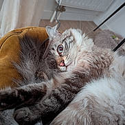 Sully a rejoint le concours — aidez-le/la à gagner de superbes lots ! blanket, blue_eyes, cat, cats, chair, cozy, cuddling, feline, fluffy, fur, home, indoor, kitten, long_hair, lying_down, pet, pink_nose, sleeping, whiskers, wide_eyed